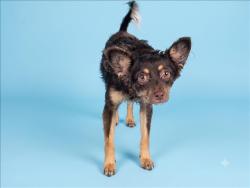 Shelter Stray Male Dog last seen , 1850 W 60th St, Los Angeles, CA 90047, USA