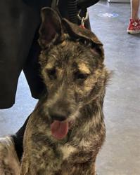 Shelter Stray Female Dog last seen , 1850 W 60th St, Los Angeles, CA 90047, USA