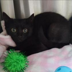 Shelter Stray Female Cat last seen Near BLOCK BRUSH ST, 1590 Fortmann Way, Alameda, CA 94501, USA