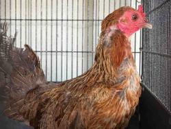 Shelter Stray Female Livestock last seen , 5821 Sweetwater Rd, Bonita, CA 91902, USA