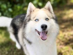 Shelter Stray Male Dog last seen , 5821 Sweetwater Rd, Bonita, CA 91902, USA
