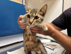 Shelter Stray Female Cat last seen WOODSIDE AVE, 5821 Sweetwater Rd, Bonita, CA 91902, USA
