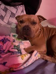 Found/Stray Male Dog last seen W. Waters Ave., Tampa, FL 33615