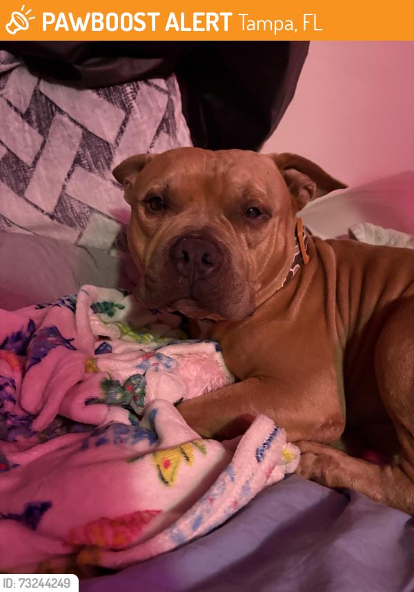 Found/Stray Male Dog last seen W. Waters Ave., Tampa, FL 33615