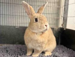 Shelter Stray Female Rabbit last seen , 5821 Sweetwater Rd, Bonita, CA 91902, USA