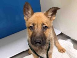 Shelter Stray Female Dog last seen , 5821 Sweetwater Rd, Bonita, CA 91902, USA