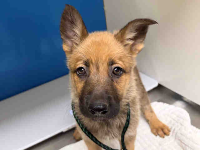 Shelter Stray Female Dog last seen , 5821 Sweetwater Rd, Bonita, CA 91902, USA