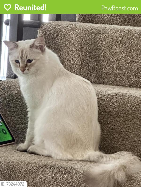Reunited Female Cat last seen Near Alden Ln, Livermore, CA 94550