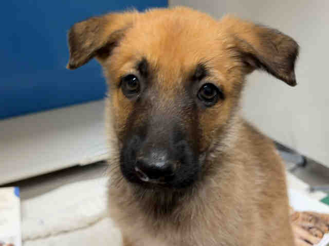 Shelter Stray Female Dog last seen , 5821 Sweetwater Rd, Bonita, CA 91902, USA