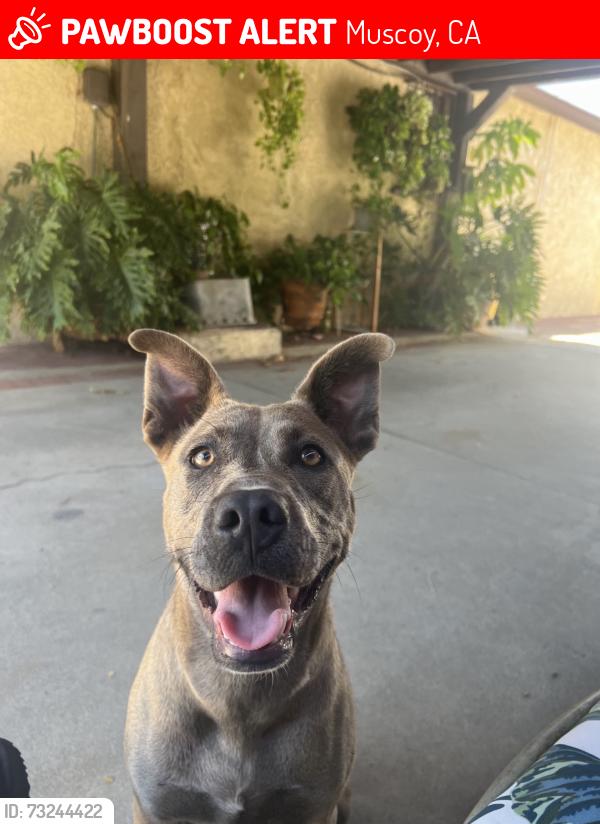 Lost Female Dog last seen Ogden st, Muscoy, CA 92407