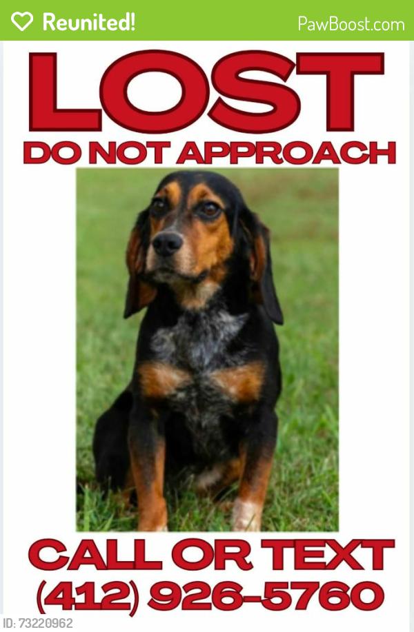 Reunited Female Dog last seen Community Library of Allegheny Valley, Natrona Heights, PA 15065