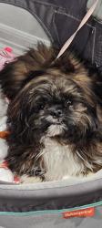 Lost Male Dog last seen Rio grande and cedar, Colorado Springs, CO 80903