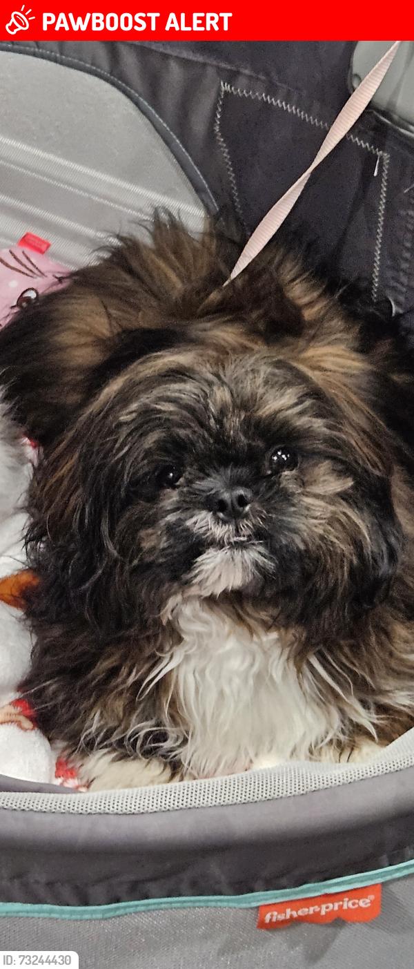 Lost Male Dog last seen Rio grande and cedar, Colorado Springs, CO 80903