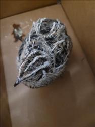 Shelter Stray Female Bird last seen , 957 N Gaffey St, San Pedro, CA 90731, USA