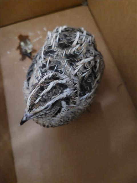 Shelter Stray Female Bird last seen , 957 N Gaffey St, San Pedro, CA 90731, USA
