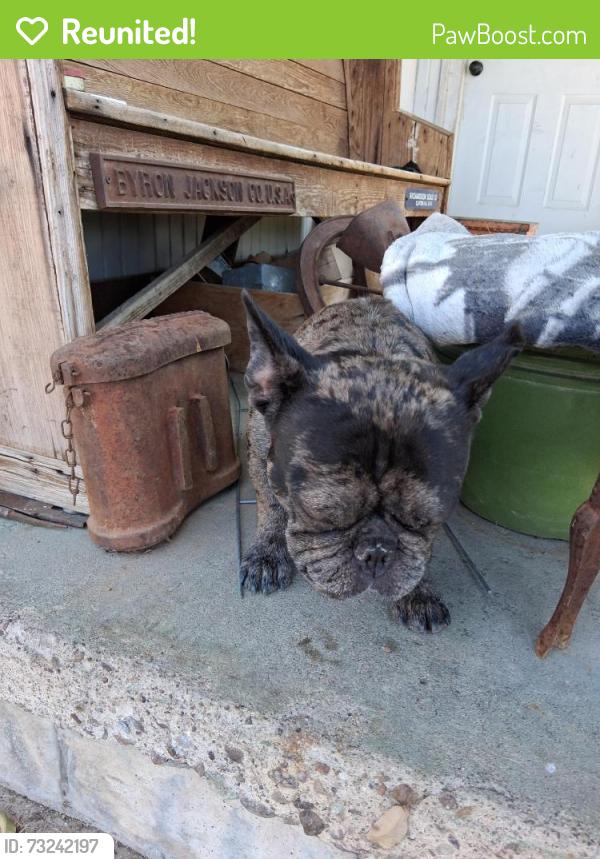 Reunited Male Dog last seen Harless, Odessa, TX 79763