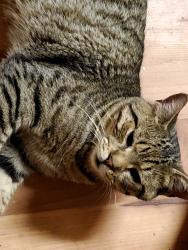 Lost Male Cat last seen Marathon gas station, Granville, OH 43023