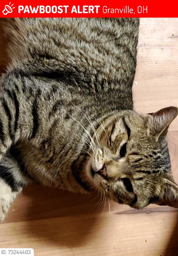 Lost Male Cat last seen Marathon gas station, Granville, OH 43023