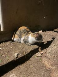 Found/Stray Female Cat last seen Van Ness maplewood, Los Angeles, CA 90004
