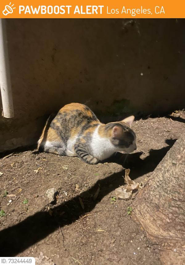 Found/Stray Female Cat last seen Van Ness maplewood, Los Angeles, CA 90004