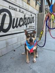 Shelter Stray Male Dog last seen CHARLOTTE, 8315 Byrum Dr, Charlotte, NC 28217, USA
