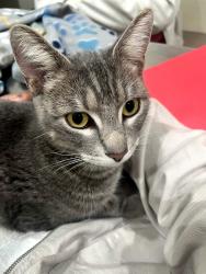 Reunited Male Cat last seen Near Pio Pico Drive Apt 10 Carlsbad CA 92008, Carlsbad, CA 92008