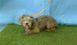 Shelter Stray Male Dog last seen , 216 W Victoria St, Gardena, CA 90248, USA