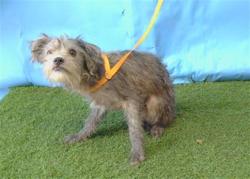 Shelter Stray Male Dog last seen , 216 W Victoria St, Gardena, CA 90248, USA