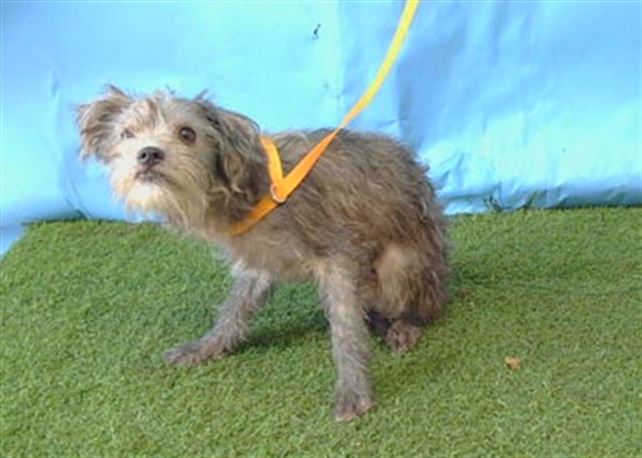 Shelter Stray Male Dog last seen , 216 W Victoria St, Gardena, CA 90248, USA