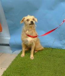 Shelter Stray Female Dog last seen , 216 W Victoria St, Gardena, CA 90248, USA