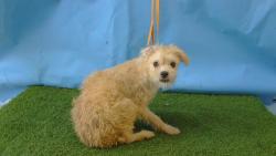 Shelter Stray Male Dog last seen , 216 W Victoria St, Gardena, CA 90248, USA