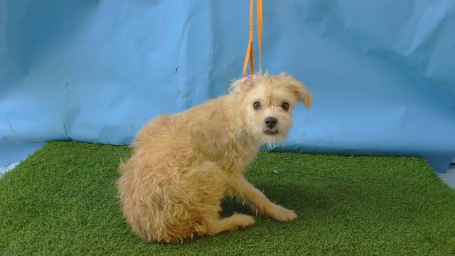 Shelter Stray Male Dog last seen , 216 W Victoria St, Gardena, CA 90248, USA