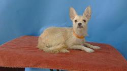 Shelter Stray Female Dog last seen , 216 W Victoria St, Gardena, CA 90248, USA