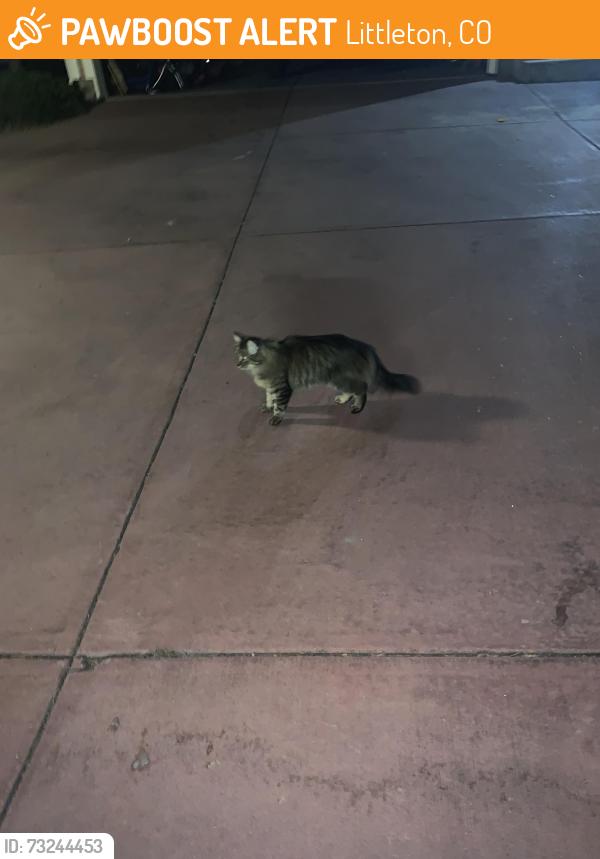 Found/Stray Unknown Cat last seen Highlands ranch parkway and Kendrick Castillo, Littleton, CO 80129