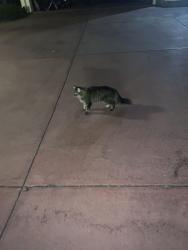 Found/Stray Unknown Cat last seen Highlands ranch parkway and Kendrick Castillo, Littleton, CO 80129