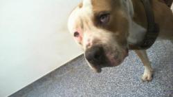 Shelter Stray Male Dog last seen CHARLOTTE, 8315 Byrum Dr, Charlotte, NC 28217, USA