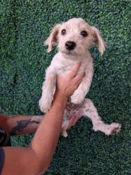 Shelter Stray Male Dog last seen Near Vance, CITY of El Paso, TX, 5001 Fred Wilson Ave, El Paso, TX 79906, USA
