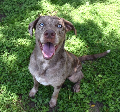 Shelter Stray Male Dog last seen BRIGHTSTAR AVE, Floral City, FL, 4030 S Airport Rd, Inverness, FL 34450, USA