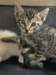 Shelter Stray Male Cat last seen Corbin Way, Rancho Cordova, CA, 6201 Florin Perkins Rd, Sacramento, CA 95828, USA