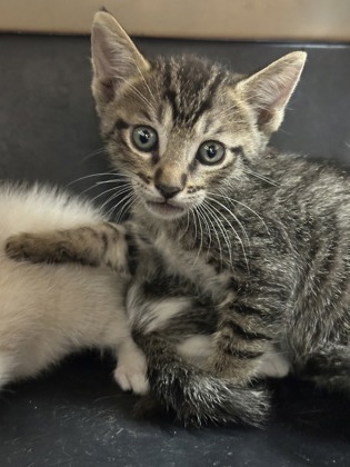 Shelter Stray Male Cat last seen Corbin Way, Rancho Cordova, CA, 6201 Florin Perkins Rd, Sacramento, CA 95828, USA