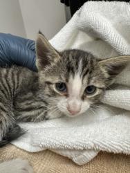 Shelter Stray Female Cat last seen Corbin Way, Rancho Cordova, CA, 6201 Florin Perkins Rd, Sacramento, CA 95828, USA