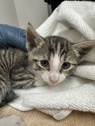 Shelter Stray Female Cat last seen Corbin Way, Rancho Cordova, CA, 6201 Florin Perkins Rd, Sacramento, CA 95828, USA