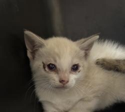 Shelter Stray Female Cat last seen Corbin Way, Rancho Cordova, CA, 6201 Florin Perkins Rd, Sacramento, CA 95828, USA
