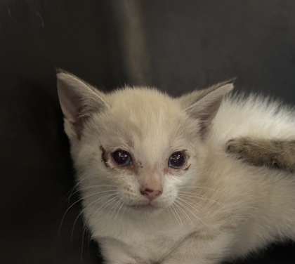Shelter Stray Female Cat last seen Corbin Way, Rancho Cordova, CA, 6201 Florin Perkins Rd, Sacramento, CA 95828, USA
