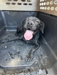 Shelter Stray Female Dog last seen E Lincoln Ave & S Orange Ave, Fresno Zone Fresno CO 3 93725, CA, 1510 W Dan Ronquillo Dr, Fresno, CA 93706, USA