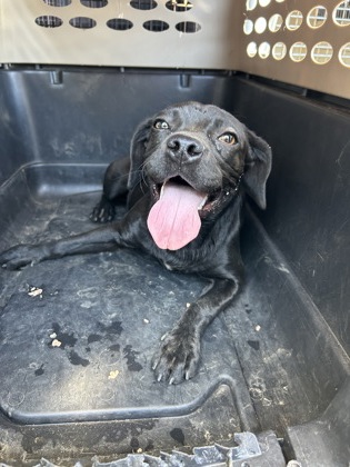 Shelter Stray Female Dog last seen E Lincoln Ave & S Orange Ave, Fresno Zone Fresno CO 3 93725, CA, 1510 W Dan Ronquillo Dr, Fresno, CA 93706, USA