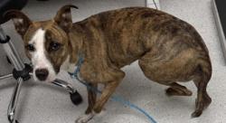 Shelter Stray Female Dog last seen e9th st, Oakland, CA, 1101 29th Ave, Oakland, CA 94601, USA