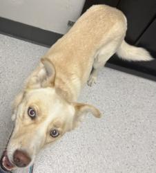Shelter Stray Female Dog last seen Near Roberts Park, Oakland, CA, 1101 29th Ave, Oakland, CA 94601, USA