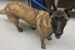 Shelter Stray Female Dog last seen Near linden st, Oakland, CA, 1101 29th Ave, Oakland, CA 94601, USA