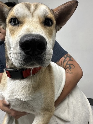 Shelter Stray Male Dog last seen Near B St, Oakland,, 1101 29th Ave, Oakland, CA 94601, USA